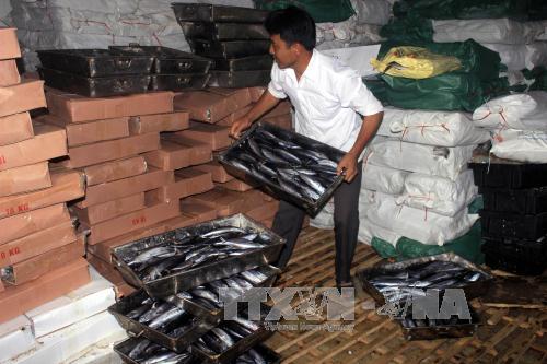 Quảng Trị niêm phong 25 tấn cá nục bị nhiễm chất Phenol